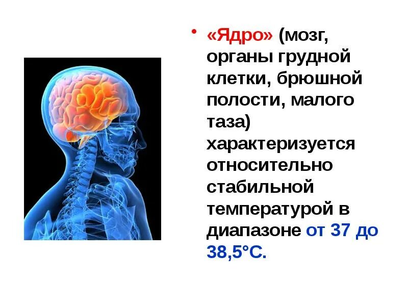 Самое стабильное ядро. Атомный мозг. Температурные ядра мозга. Температура ядра мозга.