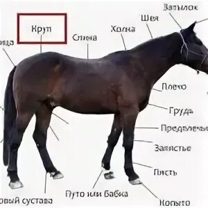 Внешнее строение лошади. Внешняя анатомия лошади. Части тела лошади. Особенности внешнего строения лошади.