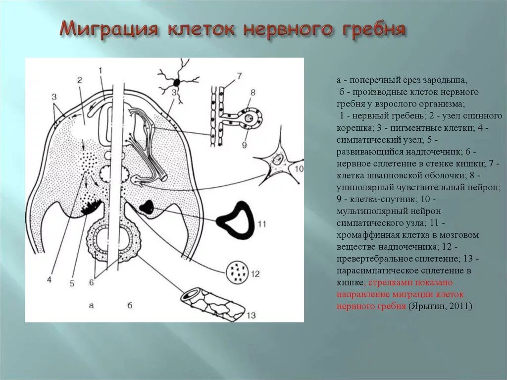 Миграция клеток нервного гребня. Миграция клеток нервного гребня схема. Пути миграции клеток нервного гребня. Миграция клеток в онтогенезе. Формирующийся гребень