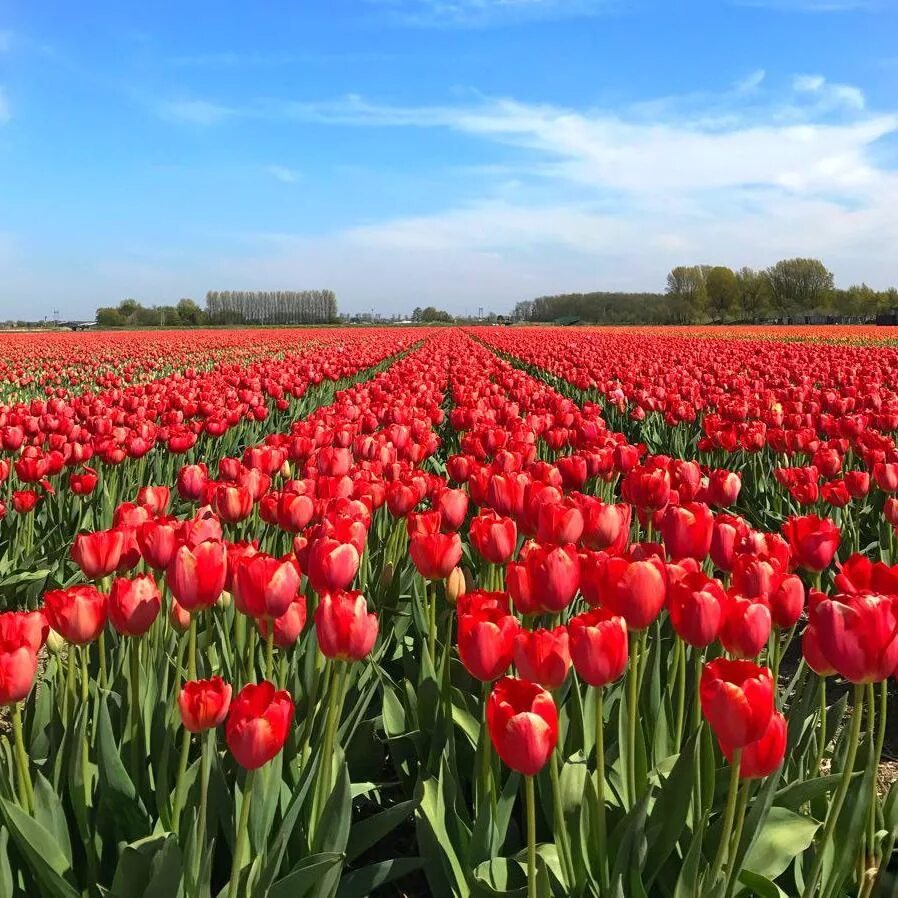 Где находится тюльпановое поле. Богучар тюльпановое поле. Поле тюльпанов. Поле красных тюльпанов. Красные тюльпаны.