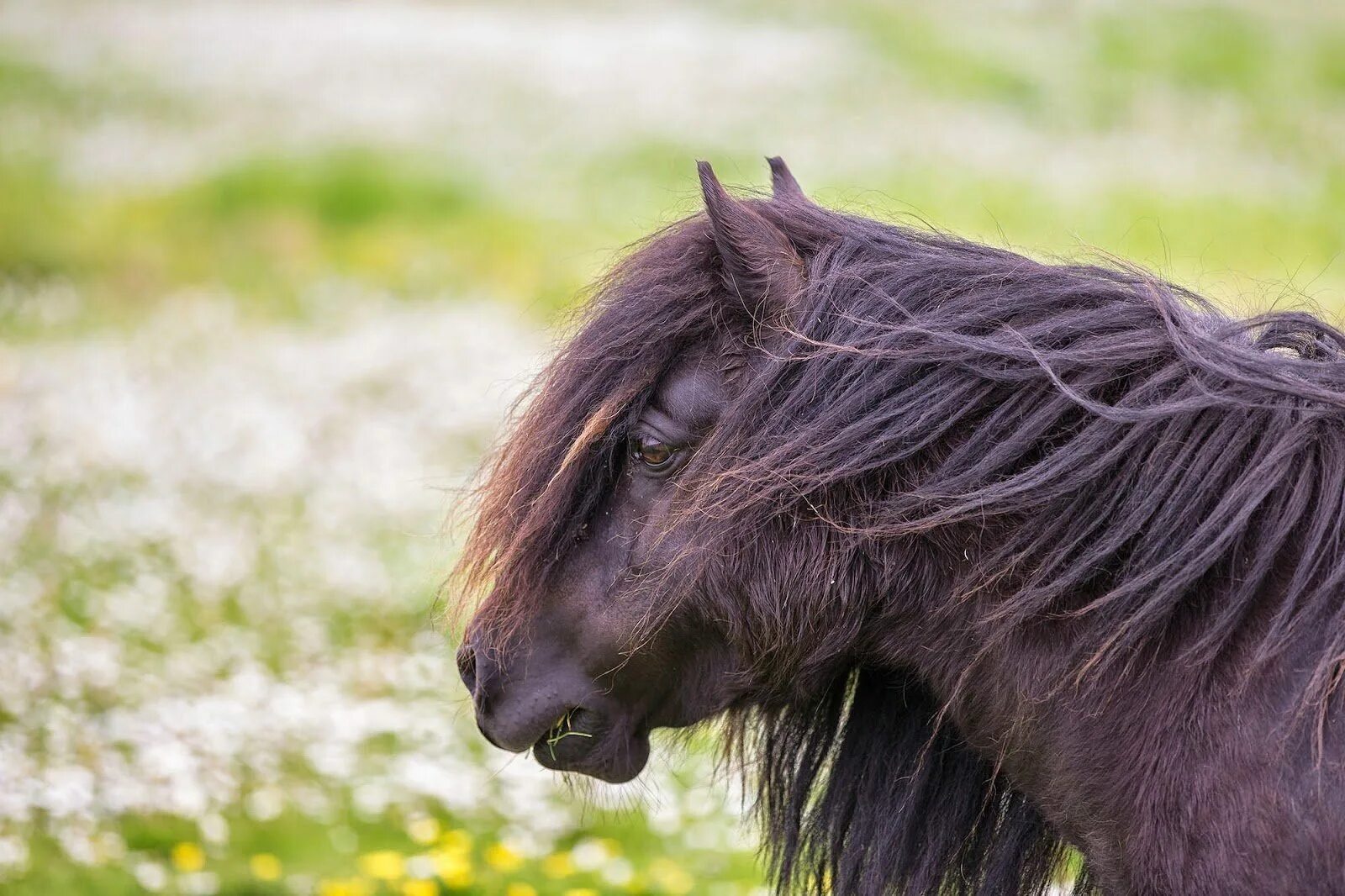 Шетлендский пони вороной. Шотландский пони. Шетландский пони. Шетти пони Вороная. Фотографии pony