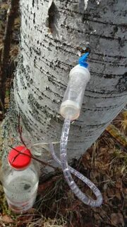 Березовый сок с помощью капельницы