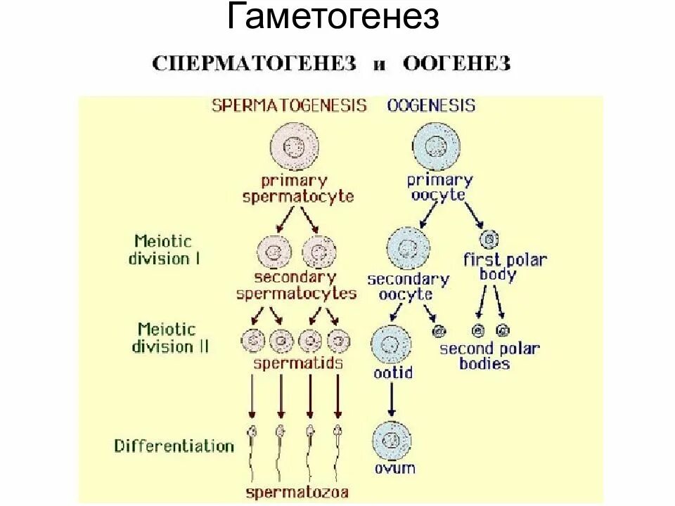 Типы гаметогенеза. Оогенез с набором хромосом. Размножение организмов мейоз гаметогенез. Схема гаметогенеза таблица. Гаметогенез редукционное деление.