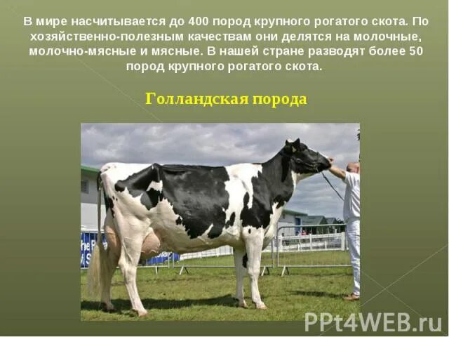 Крупный рогатый скот сообщение. Разведение крупного рогатого скота. разведение крупного рогатого скота сообщение. районы разведения крупного рогатого скота. рогатый скот информация.