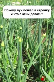 Чтоб лук не стрелковался