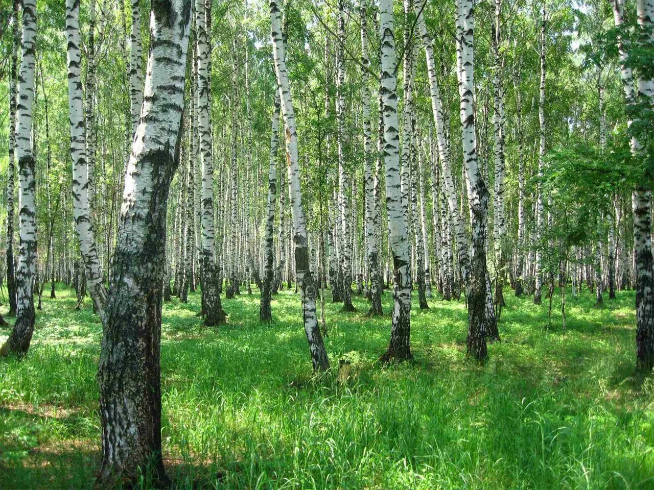 Березовая роща Ишим. Березовая роща Самара. Березовая роща береза повислая. Березовая роща Омск.