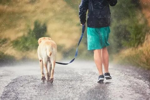 Как гулять с собакой в дождь