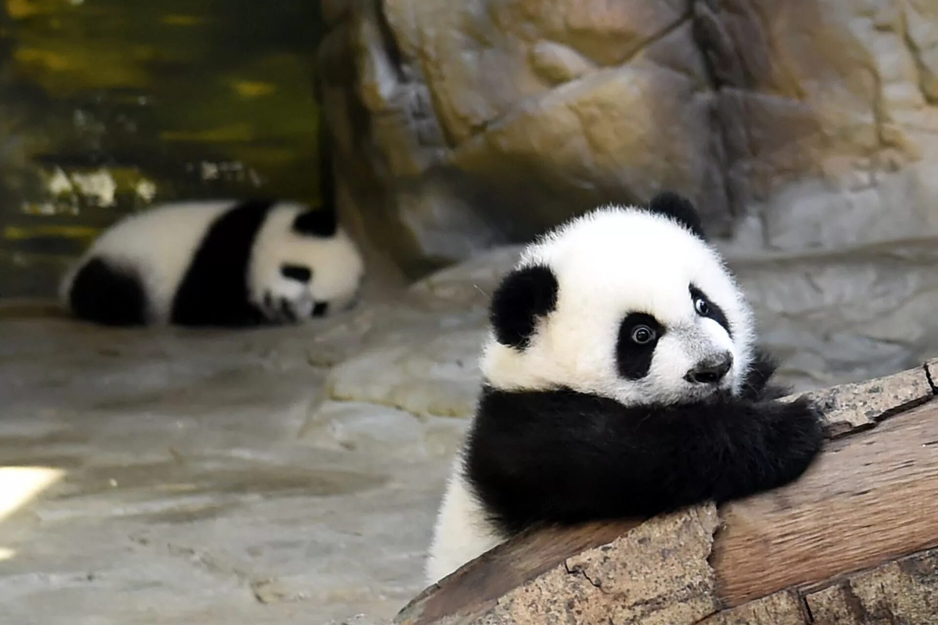 Включи новую панду. Млекопитающие Панда. Гигантская Панда. Большая Панда или бамбуковый медведь. Панда фото.