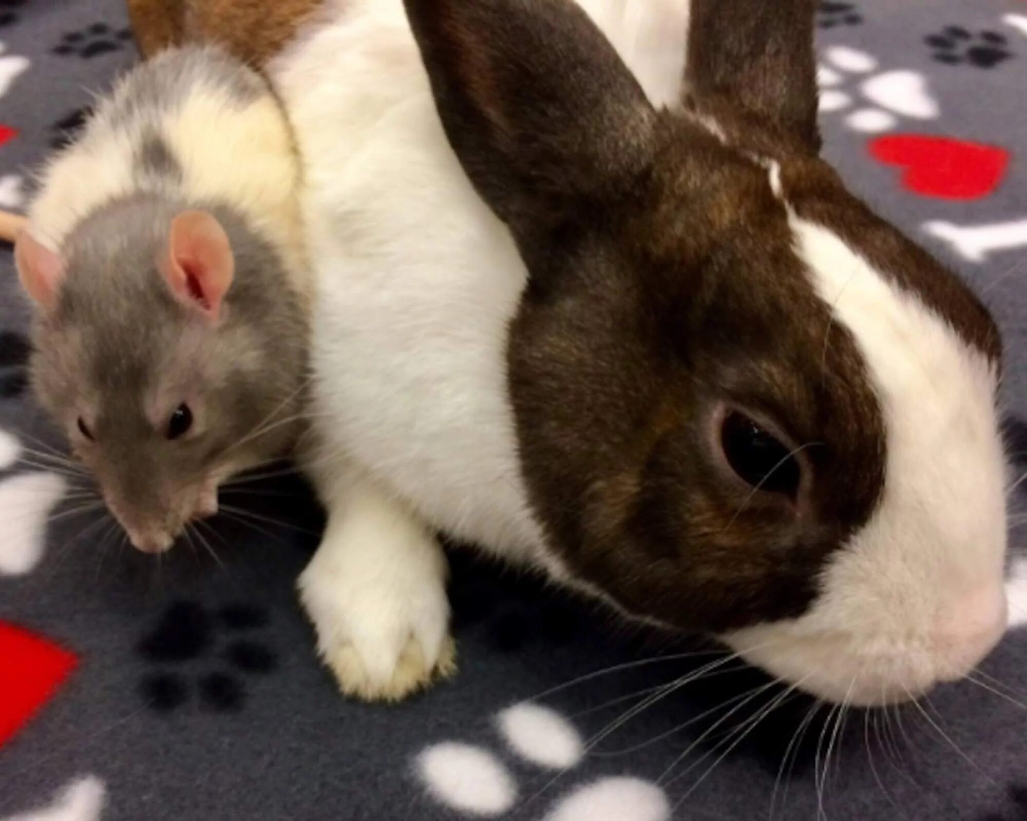 Кролик и крыса. Кролик и мышка. Кролик с микимаусом. Mouse rabbit. Кролик фокс игра.