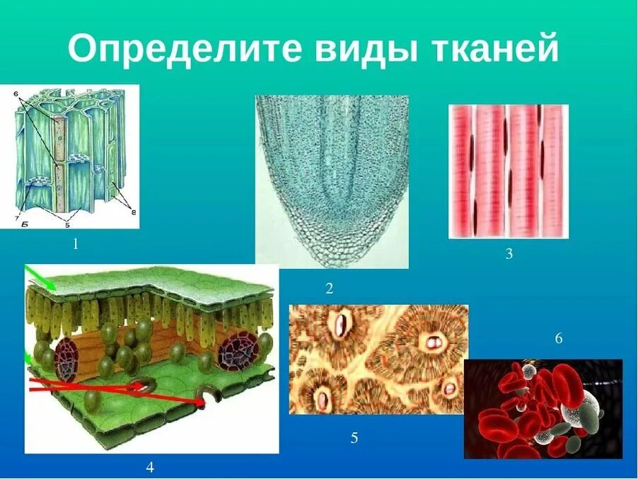 Ткань биология 6. Ткань биология 6. Ткань биология 6. Тип тканей клетки растений. Ткани растений 6 класс биология.