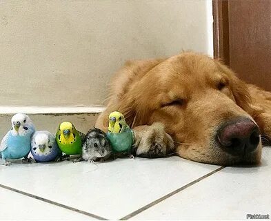 Кот собака и хомяк