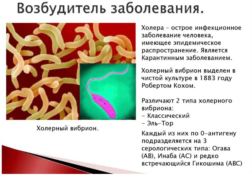 Какой вид e coli вызывает холероподобные заболевания