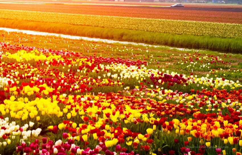 Где тюльпановые поля. Поля тюльпанов в Голландии. Цветы Голландии. Голландия цветущие поля. Тюльпановое поле в Голландии.