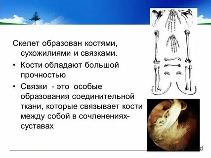 Кости скелета образованы тканью