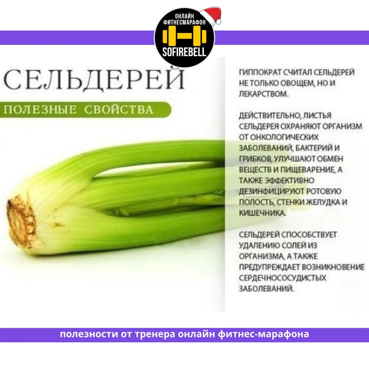 Сельдерей стебель польза и вред для здоровья. Чем полезен сельдерей. полезные свойства сельдерея. сельдерей польза. чем полезен сельдерей для организма.