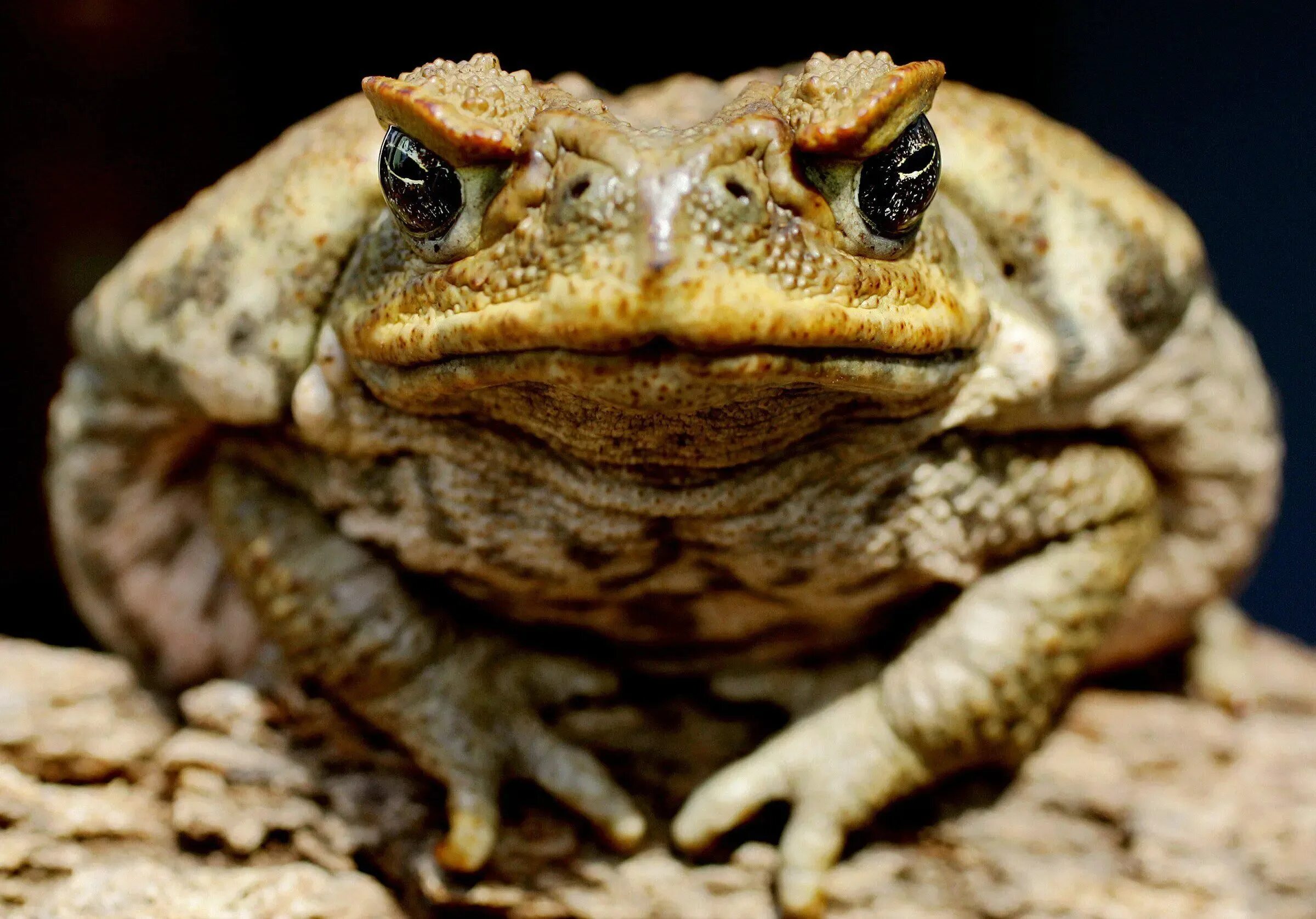 Душу жабу картинка. Тростниковая жаба ага. Тростниковая жаба (Bufo Marinus). Жаба пелентуйская. Ядовитая жаба ага.