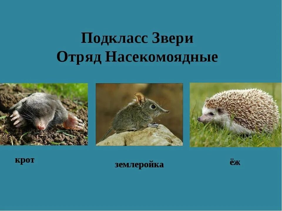Презентация по природоведению на тему"Насекомые" (5 класс, природоведение для де
