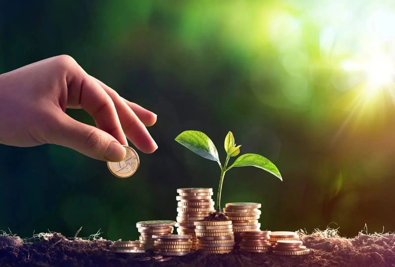 Дерево с деньгами. Заработок продажа фото природы. Денежный дуб остров мари шотландия. Деньги росток. Forest деньги.