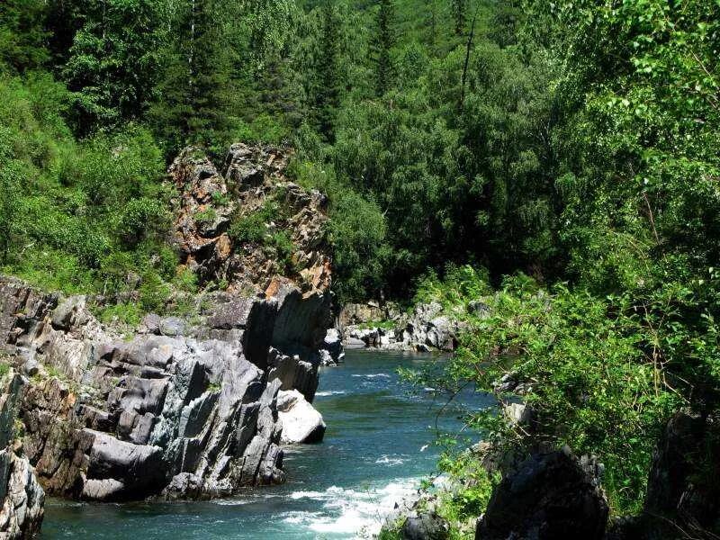 Коргон Алтай река. Горный Чарыш. Коргон Алтай Чарыш река. Водопад на Чарыше Алтайский край.