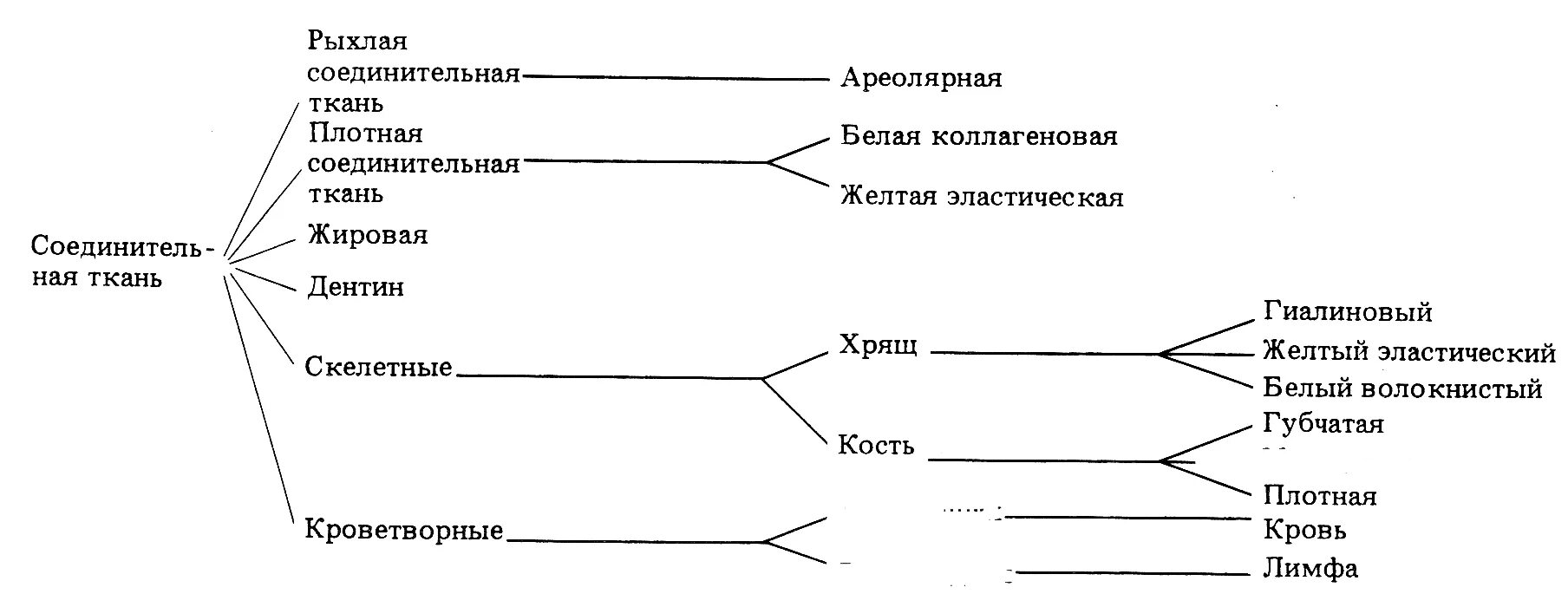 Классификация соединительной ткани гистология схема. Классификация соединительной ткани таблица. Разновидности соединительной ткани таблица. Классификация соединительной ткани животных.