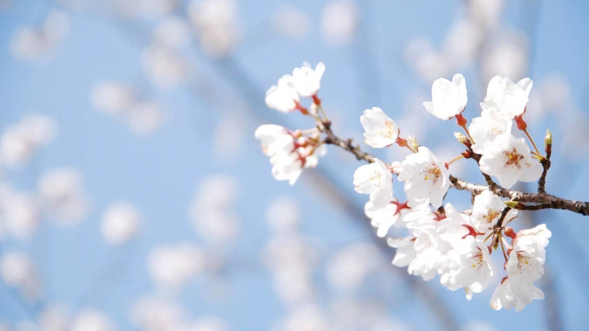 Was the best in spring. Фон Весна. Весна на рабочий стол. Весна природа. Весенние цветы.