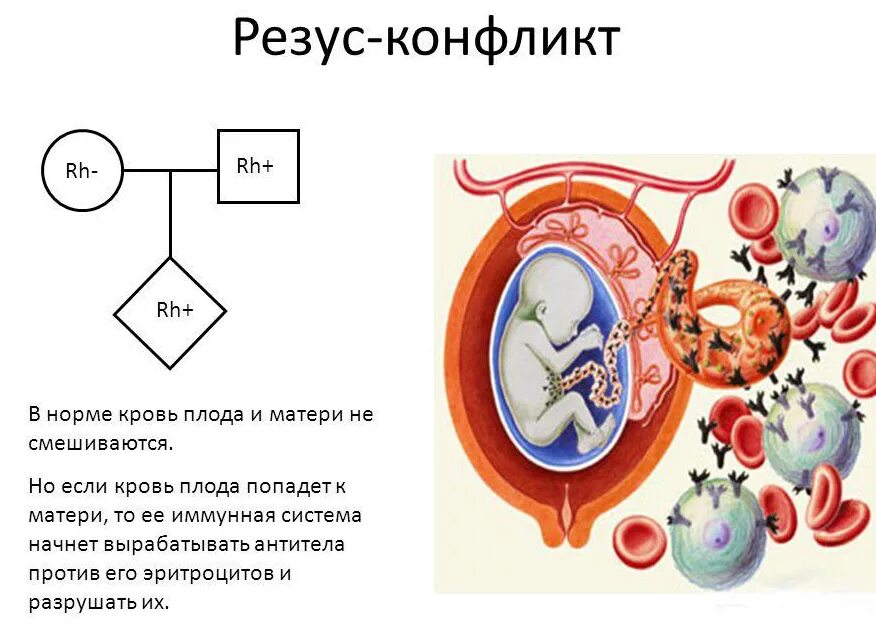 Кровь 1 отрицательная беременность. Условия резус конфликта мать плод. Механизм возникновения резус конфликта матери и плода. Резус конфликт возникает между матерью и плодом. Механизм развития резус конфликта схема.