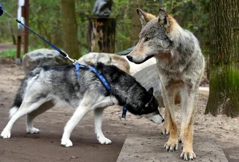 Wolf 4t