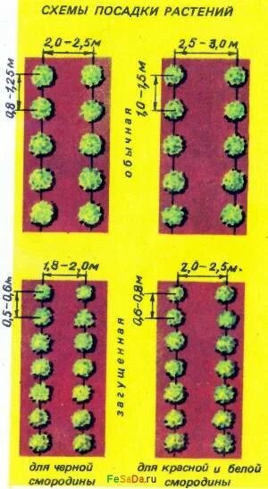 Клубника рядами какое расстояние. Схема посадки смородины. Расстояние между кустами черной смородины при посадке. Посадка черной смородины схема посадки. Черная смородина схема посадки кустов.