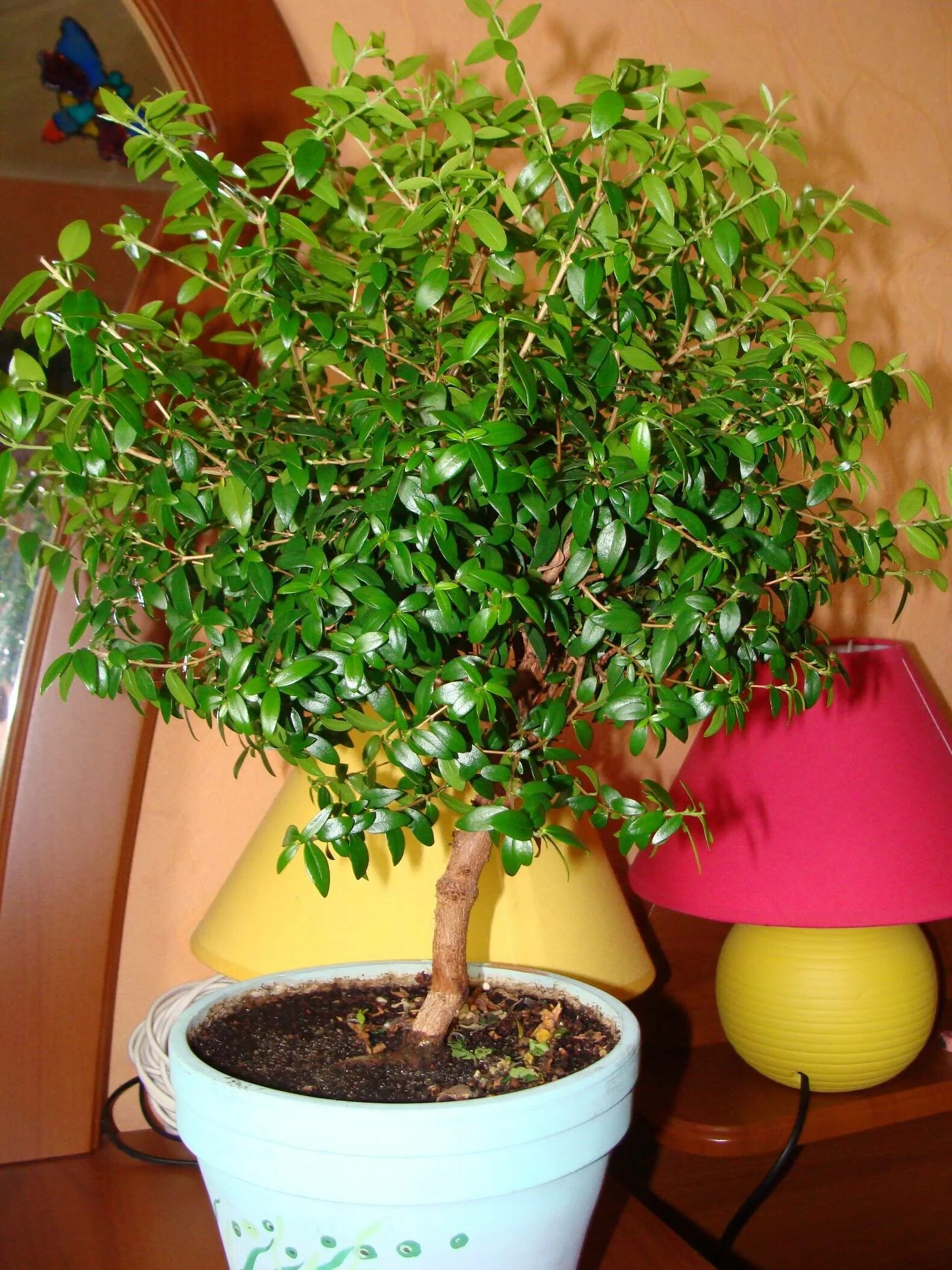 аралия elata. вяз мелколистный карагач. береза овальнолистная ерник. вяз приземистый (ulmus pumila l. миртовое дерево комнатное растение.