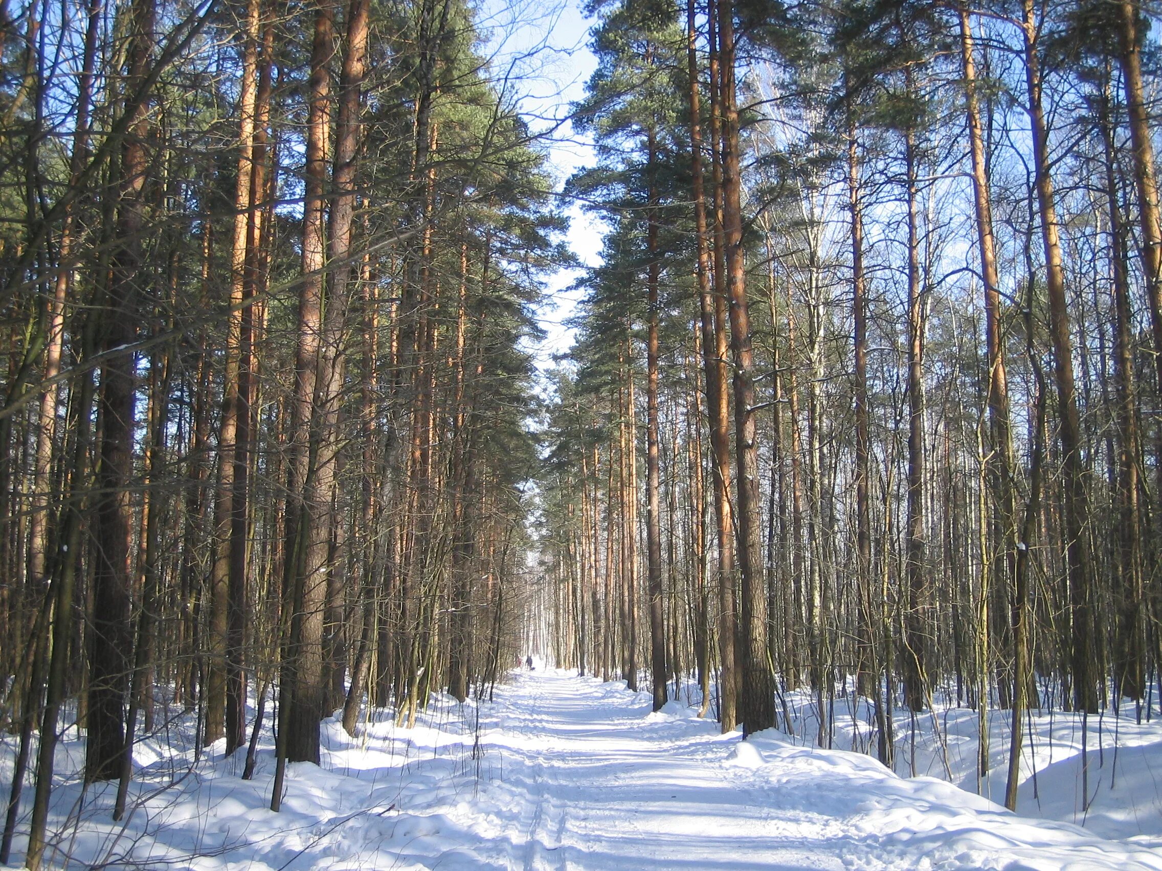 Аллея или просека. Просека. Заросшая просека. Узкая просека. Просека на местности