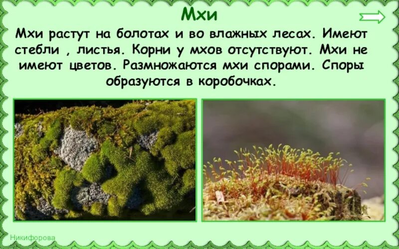 необычное дерево информация. достопримечательности разных городов. в мире интересного 2 класс окружающий мир. в мире интересного 2 класс окружающий мир. рубрика это интересно.
