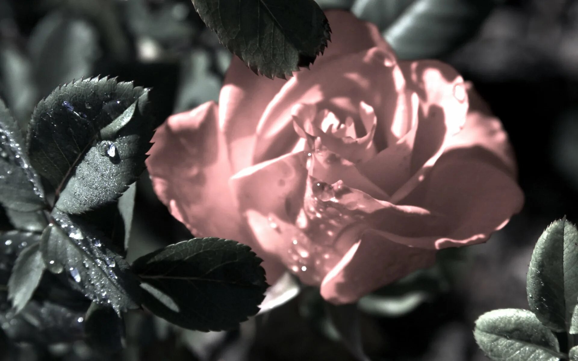 Серые цветы. Розовые цветы на сером. Серые розы. Пастельные цветы. Нежно сиреневые цветы.