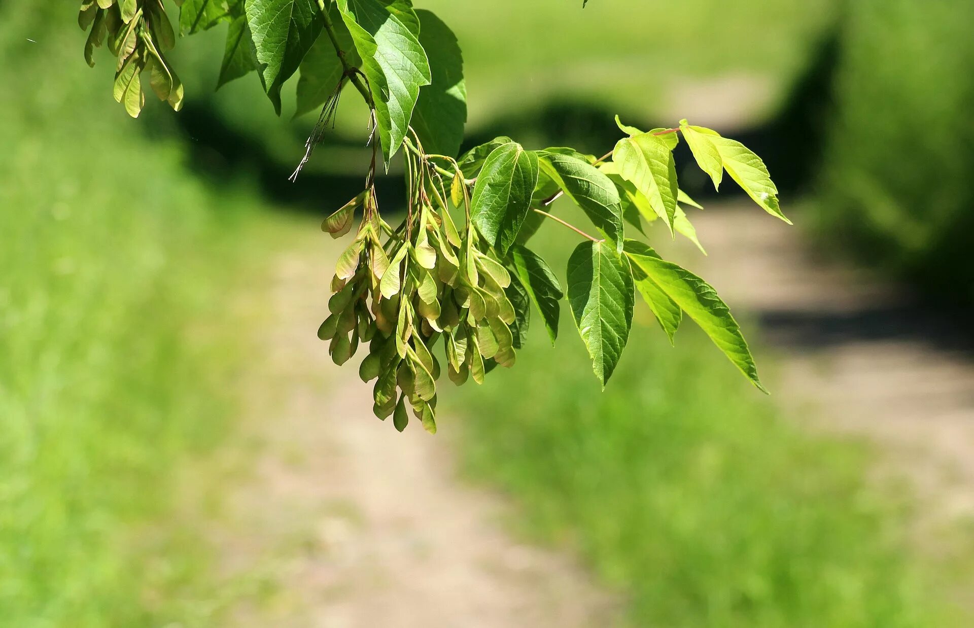 Эхо ясен. Ясень обыкновенный Fraxinus Excelsior. Ясень обыкновенный Fraxinus Excelsior семена. Ясень пенсильванский плод. Ясень обыкновенный лист.