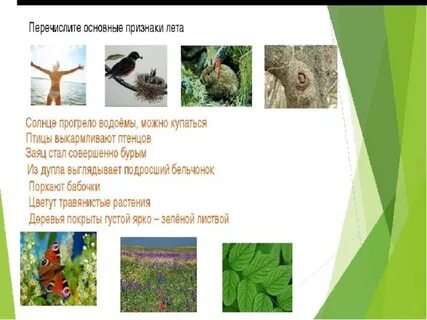 Признаки лета биология 5 класс