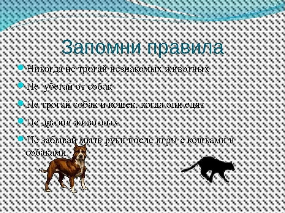 Что означает слово собака. Правило поведения с животными. Правила для детей про животных. Поведение домашнего питомца. Клички домашним питомцам.