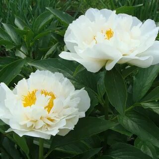 Mountain peony