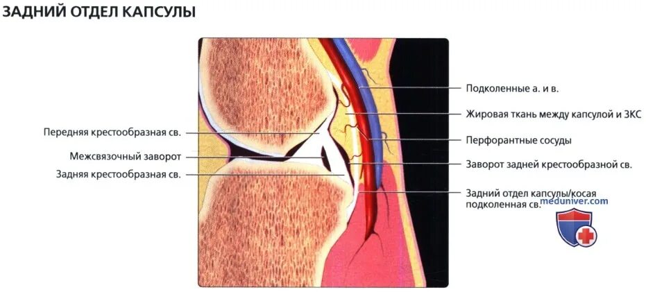 Повреждение капсулы коленного сустава. Разрыв капсулы коленного сустава. Разрыв суставной капсулы коленного сустава. Капсула коленного сустава мрт.