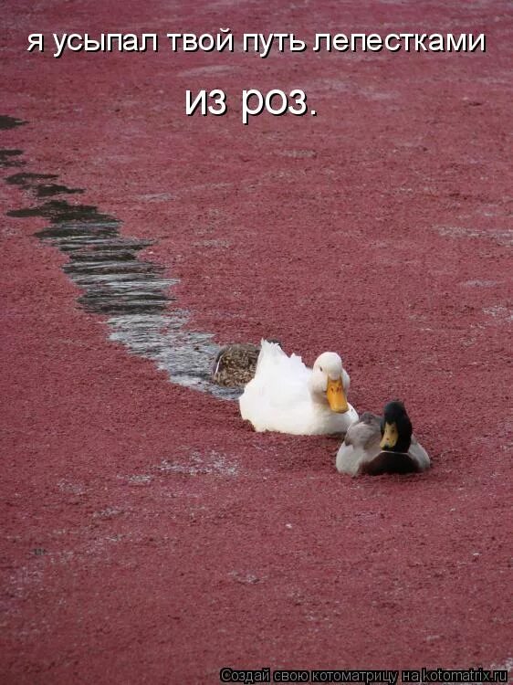 терраса к дому. терраса к дому. цветы на крыльце. зимний парк. патио веранда прованс.