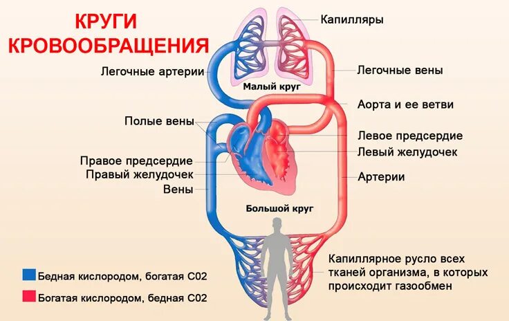 Большой круг кровообращения схема у коровы. Малый круг кровообращения и большой круг кровообращения схема. Схема малого круга кровообращения у млекопитающих. Малый круг кровообращения у млекопитающих схема.