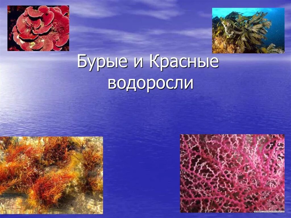 Красной водорослью является. Красные водоросли. Разнообразие красных водорослей. Водоросли зеленые бурые красные. Красные водоросли ppt.