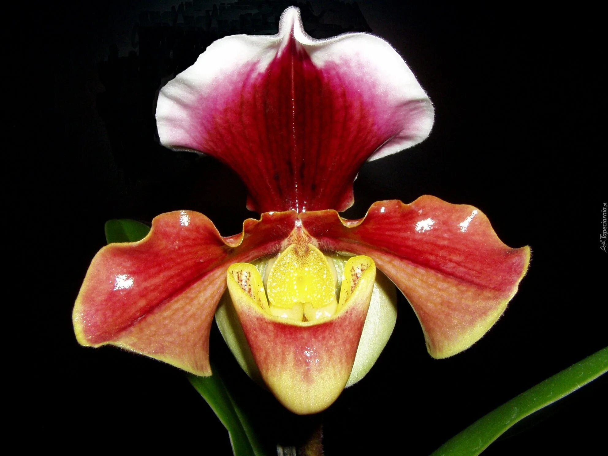 Американский гибрид. Орхидея башмачок Пафиопедилум. Орхидея Пафиопедилум американский. Орхидея Пафиопедилум Америка гибрид. Пафиопедилум вьетнамский.