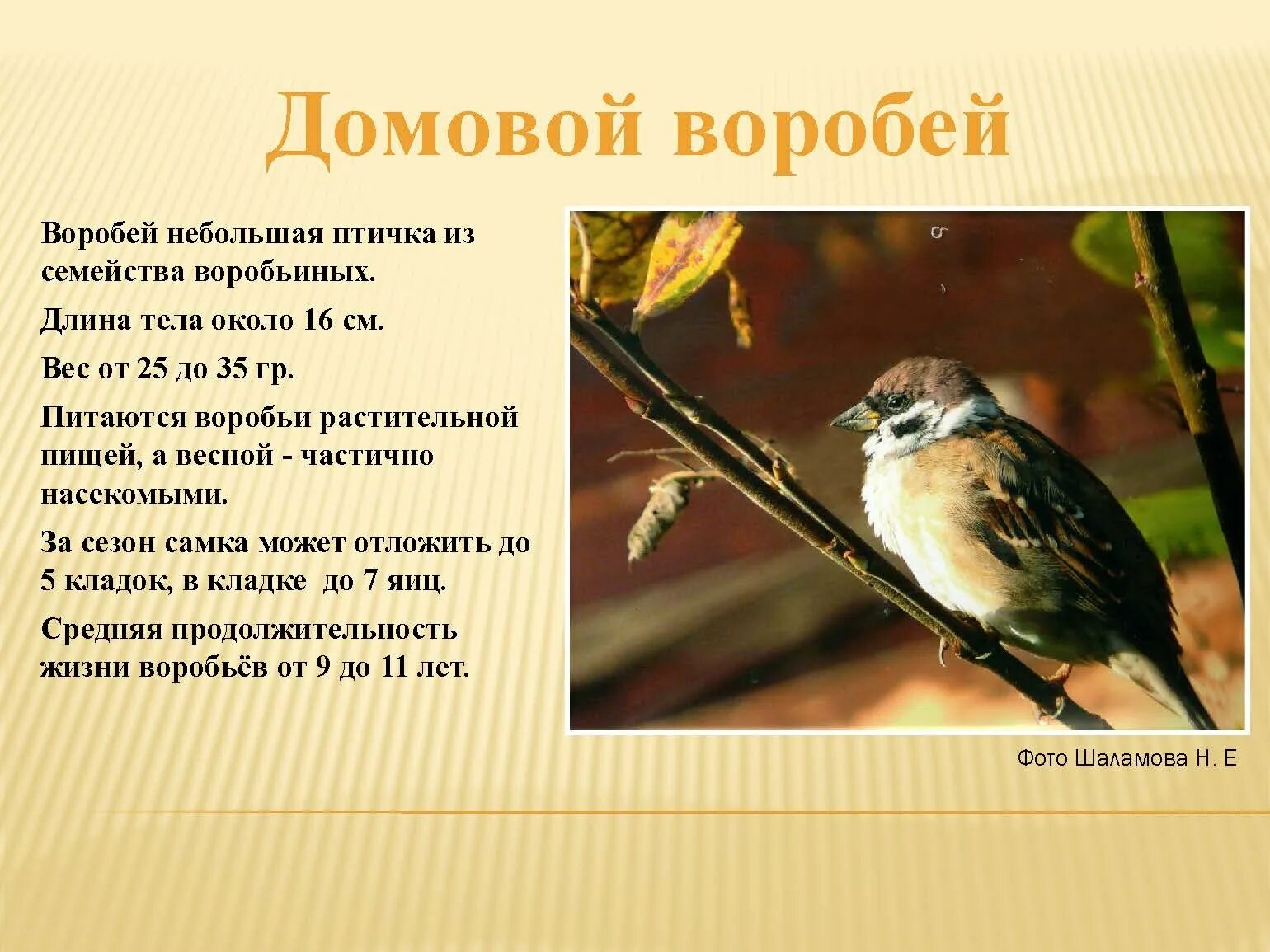 Почему воробьи маленькие