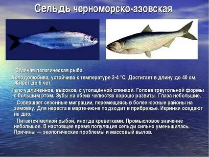 В каком море больше всего вылавливается рыбы