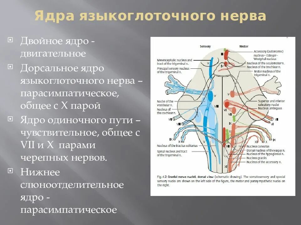 9 Пара черепных нервов ядра. Языкоглоточный нерв ядра. 9 Пара черепных нервовядрп. 9 Пара языкоглоточный нерв. Какие ядра в черепных нервах