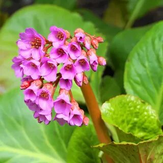 Bergenia crassifolia сырье