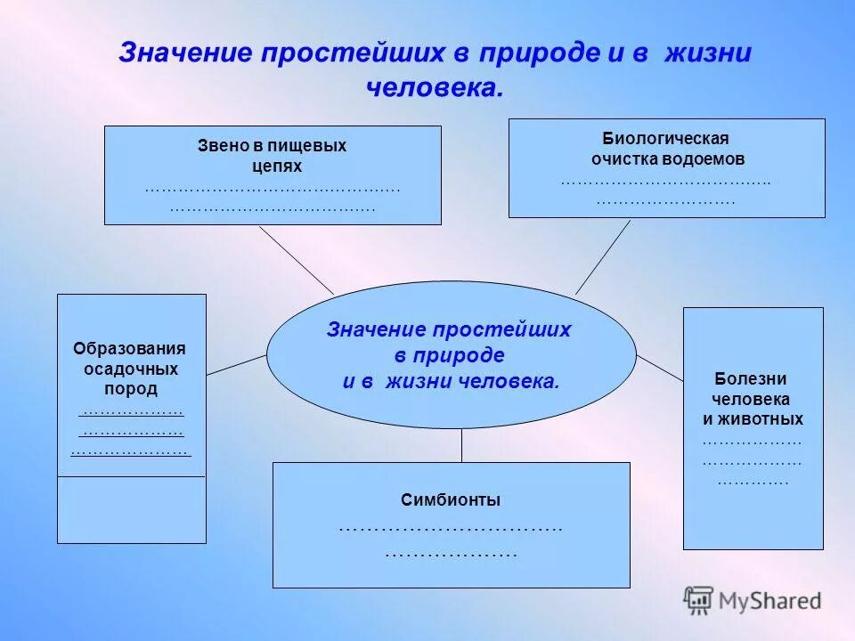 Роль и значение различных групп простейших. Роль простейших в природе и жизни человека. значение простейших. значение простейших в природе и жизни человека. значение простейших в природе.