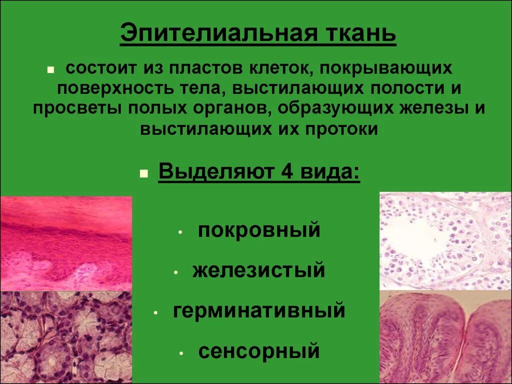 Эпителиальные ткани (эпителии). Миоэпителиальная ткань. Эпитериаиальная ткань. Эпителиальная ткань состоит из.