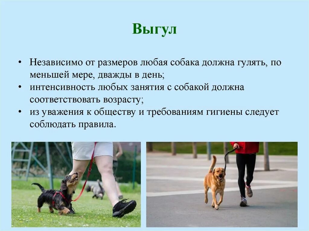 Сколько нужно выгуливать собаку. Выгул собак. Выгуливать собаку. Сколько нужно гулять с собакой. Прогулка с собакой.