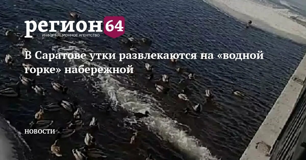 Утка саратов. Утки на набережной Саратова. Саратов рыбалка на набережной летом. Саратов утки на Волге фото.