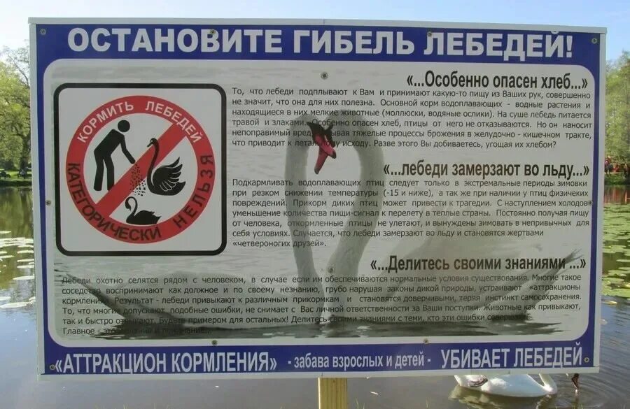 Не убивайте лебедей. Чем нельзя кормить лебедей. уток нельзя кормить хлебом. почему нельзя кормить лебедей хлебом. не кормите лебедей хлебом.